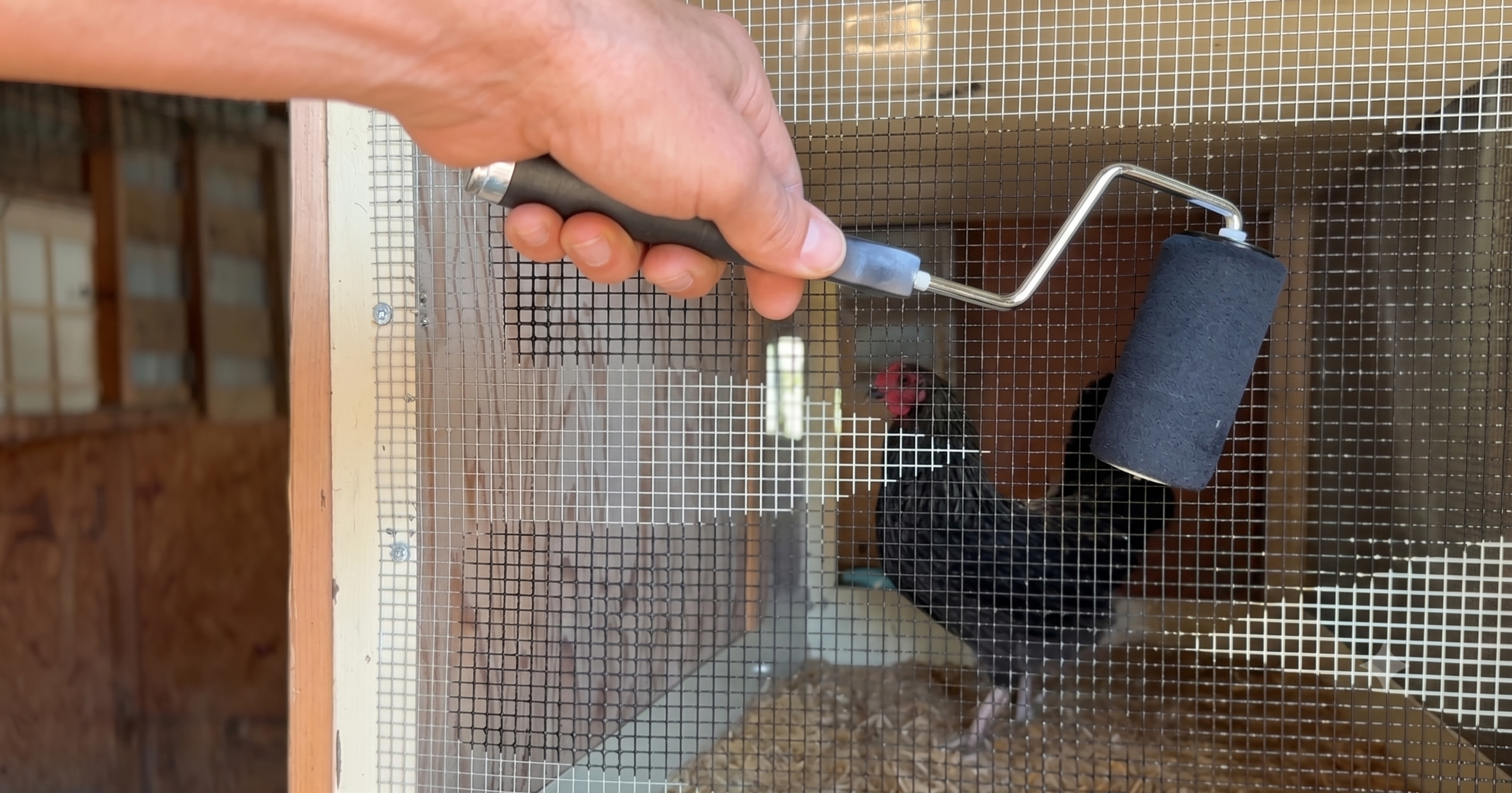Chicken Wire Visibility Trick: I Painted My Broody Cage Screen Black and Couldn’t Believe the Difference
